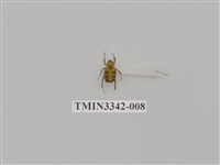 藏品(台灣姬長腳金龜)的圖片